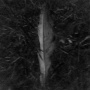 bluejay-uv.jpg