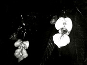 him-balsam-uv.jpg
