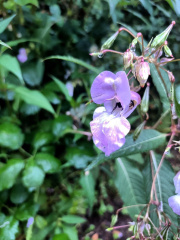 him-balsam-vis.jpg