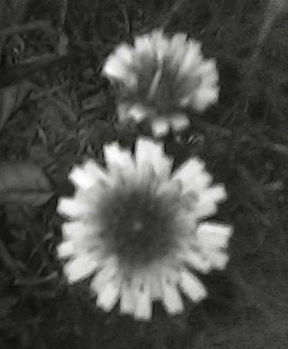 meadow-dand-uv.jpg