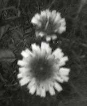 meadow-dand-uv.jpg