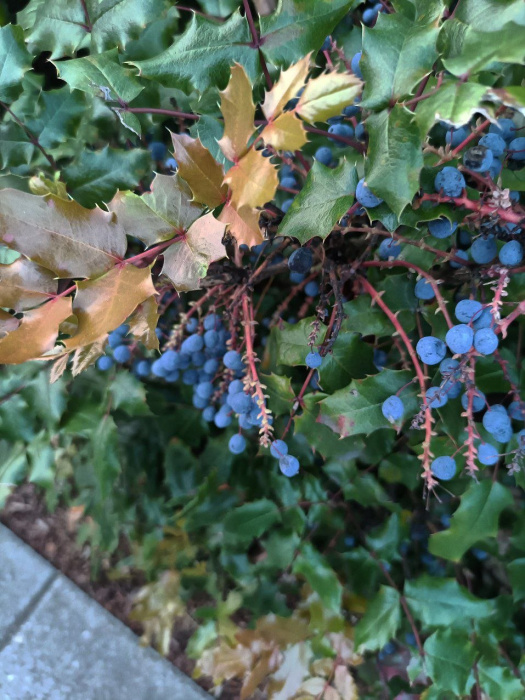 oregon-grape-vis.jpg