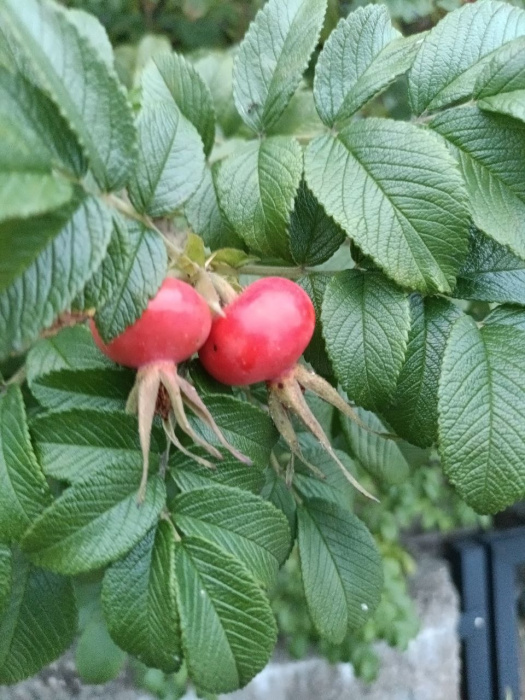 rosehip-vis.jpg
