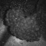 yarrow-lav-uv.jpg
