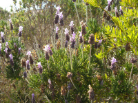 lavandula_dentata_1.jpg